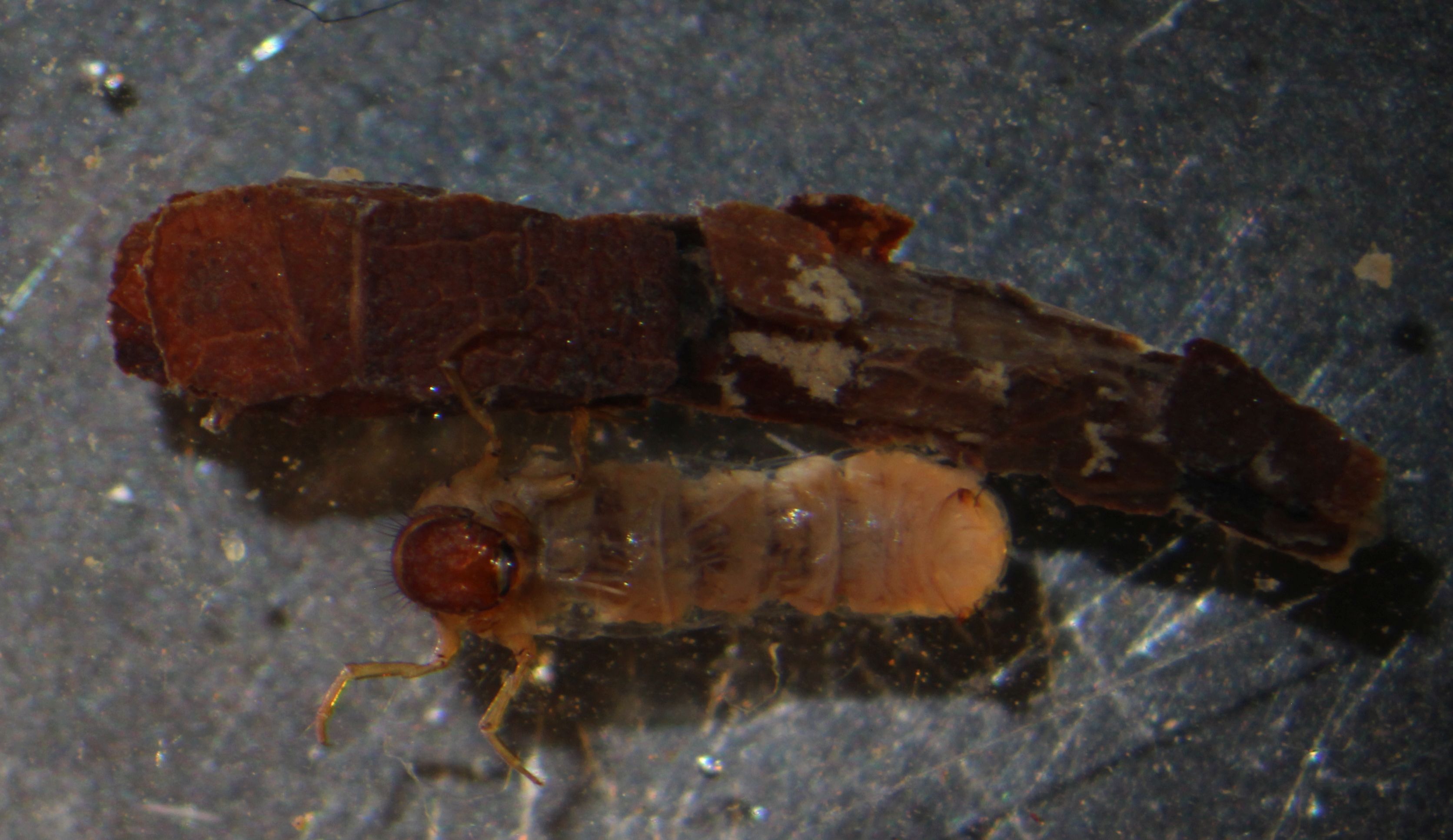 leptosomatidae